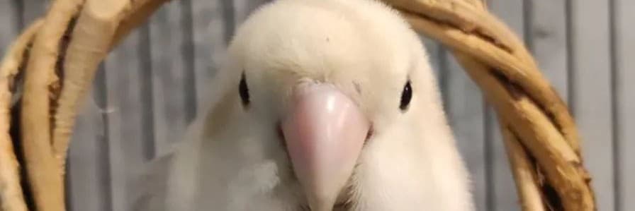 芋頭麻麻