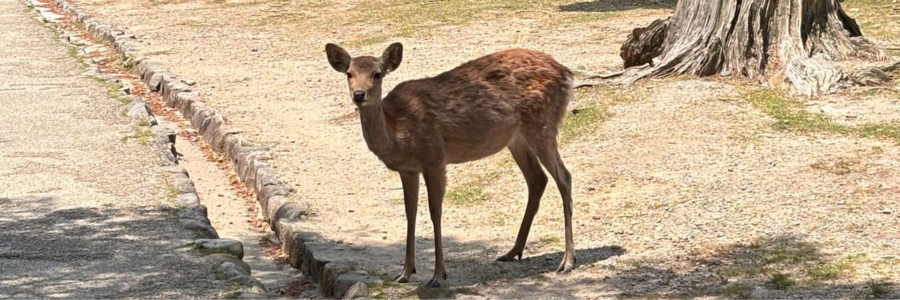 小虎ʕ·͡ˑ·ཻʔ