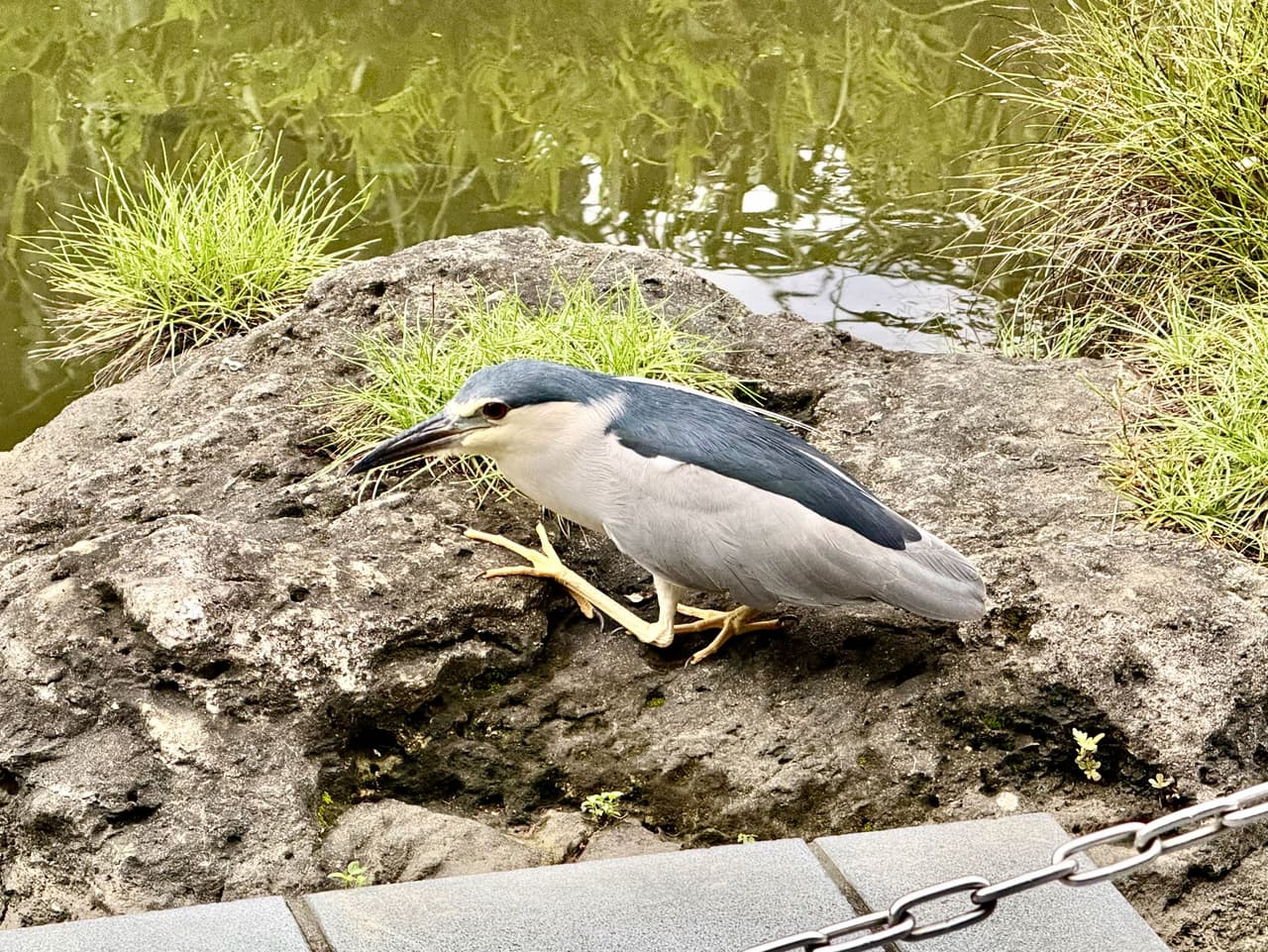 科博館植物園生態池捕魚的夜鷺 - 閒聊板 | Dcard