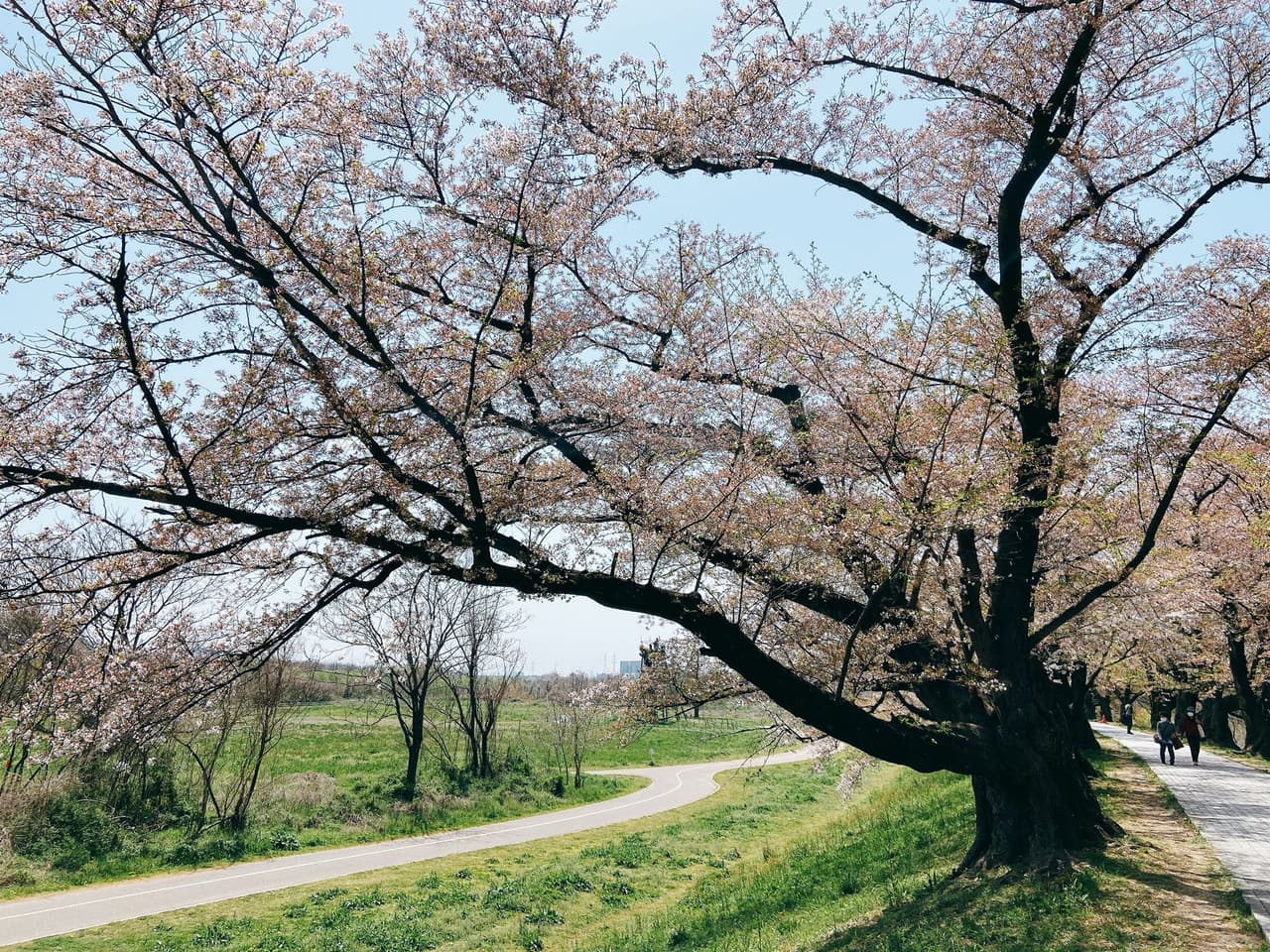 #分享 京都賞櫻景點 背割堤 - 日本旅遊板 | Dcard