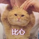 筆芯