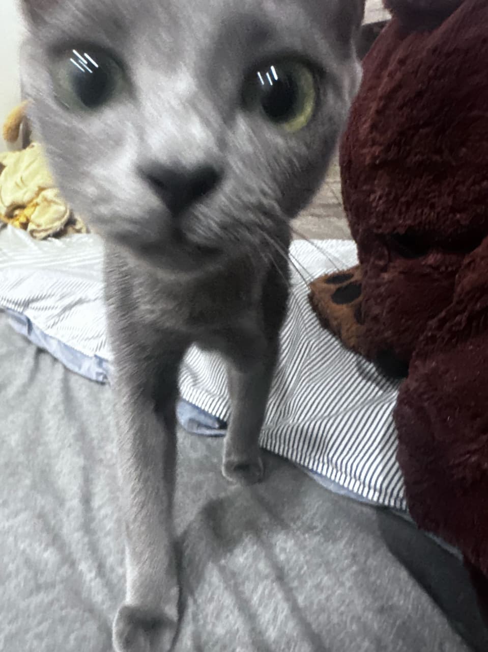 megapx