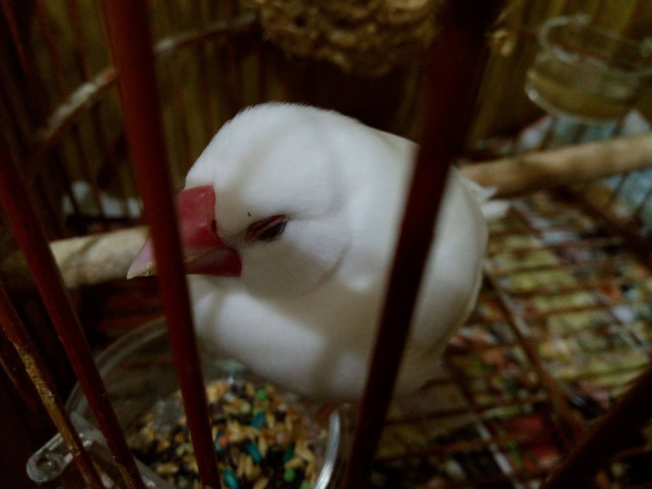 megapx