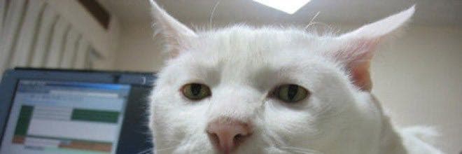 傲嬌小貓🐈‍⬛