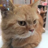 ryan_5201314