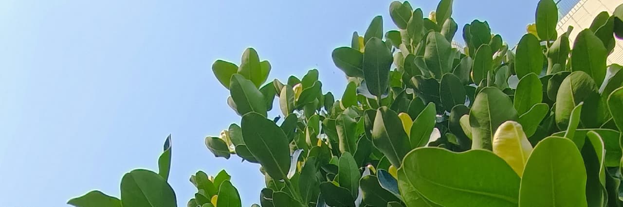 長長的頸鹿