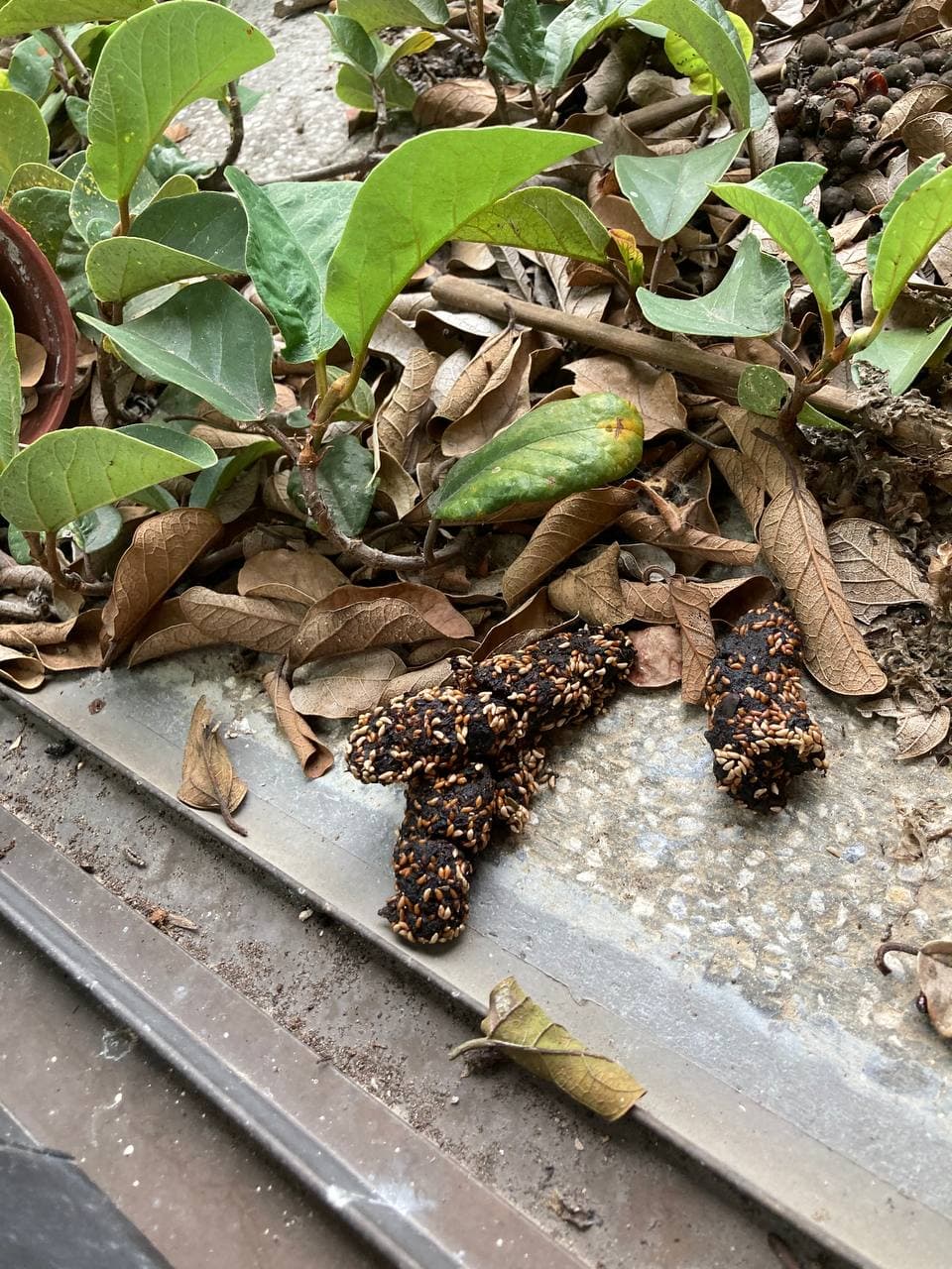 #請益 窗台出現不明大便狀物體 - 植物板 | Dcard