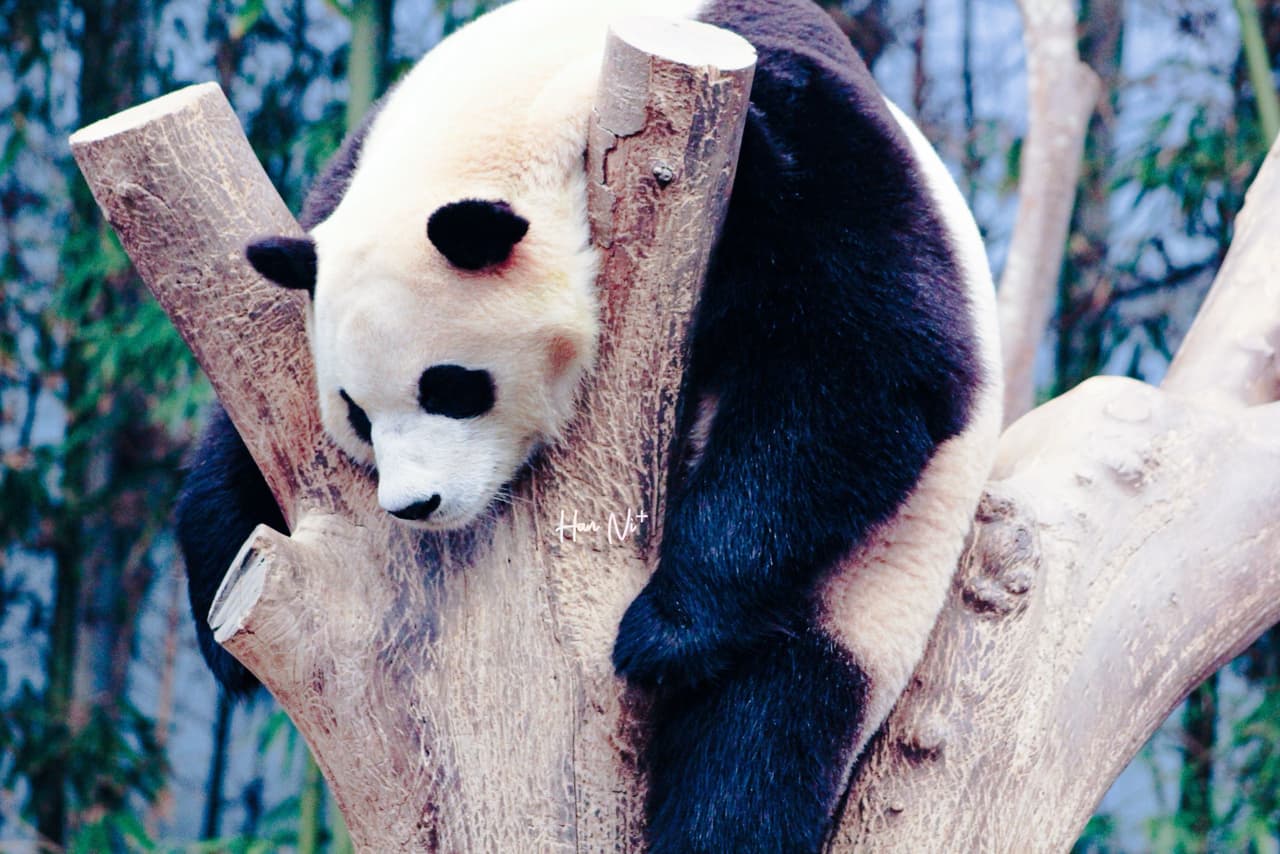 #分享 福寶倒數回國😭 2024 看寶家族最新攻略!🐼 - 韓國旅遊板 | Dcard