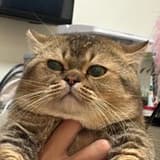 Aka肥豬王