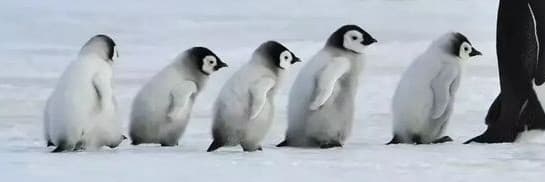 ⁽ᵓ˙-˙⁾ᵓ