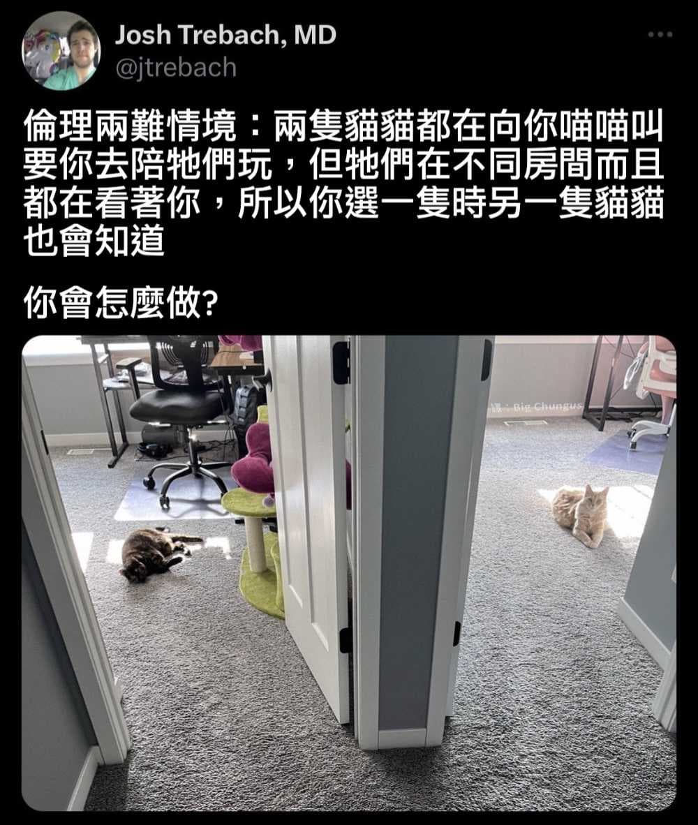 翻譯貓貓兩難- 梗圖板| Dcard