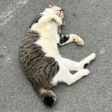 琦翼