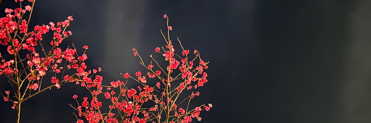 菜鳥日誌✿