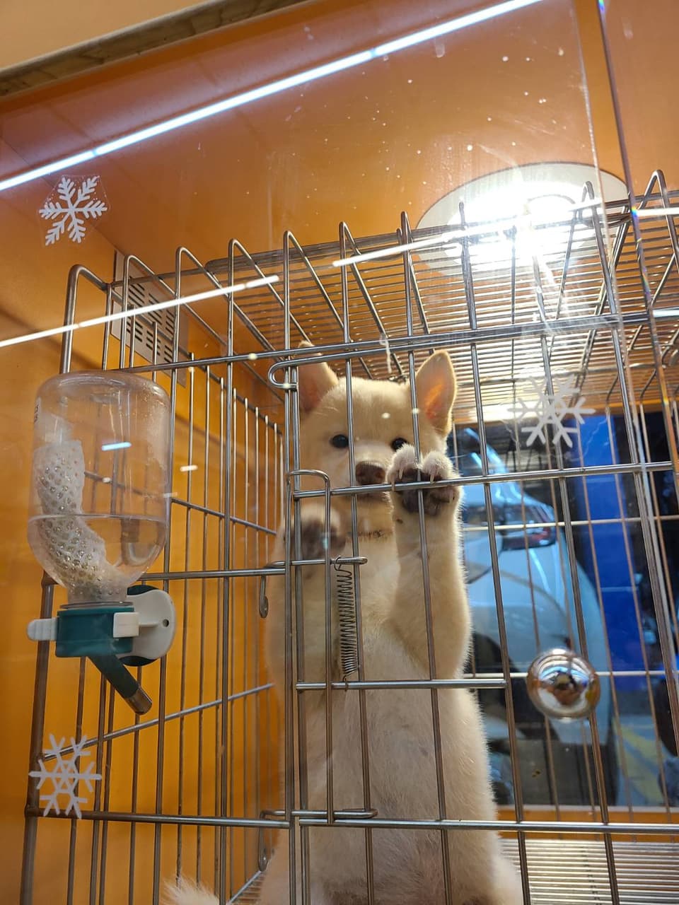 柴犬幼犬價格- 寵物板| Dcard