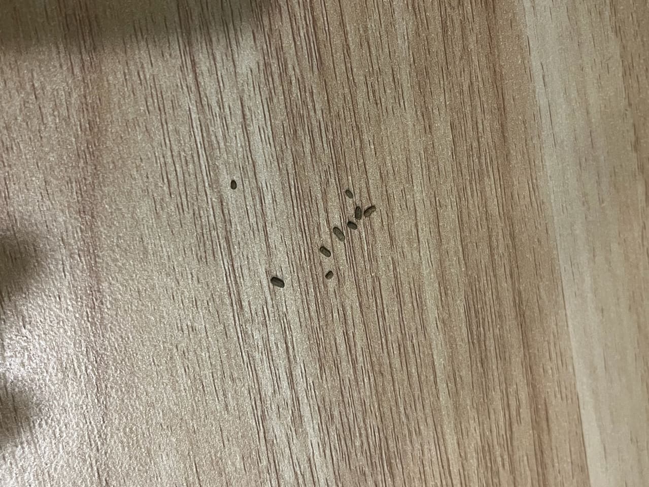 #請益 請益這是哪一種昆蟲的大便😭 - 昆蟲板 | Dcard