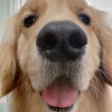 汪汪🐕