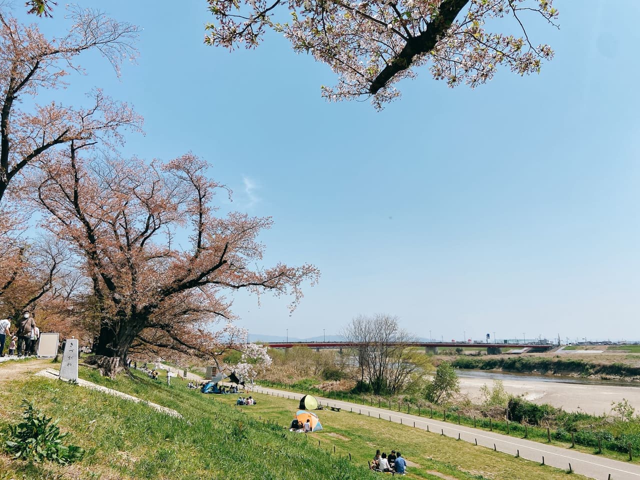 #分享 京都賞櫻景點 背割堤 - 日本旅遊板 | Dcard