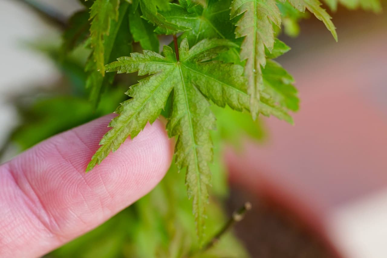 #木本 紫藤,和雜七雜八的 - 植物板 | Dcard