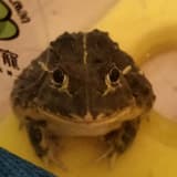牛蛙啾吉(*´ω｀*)