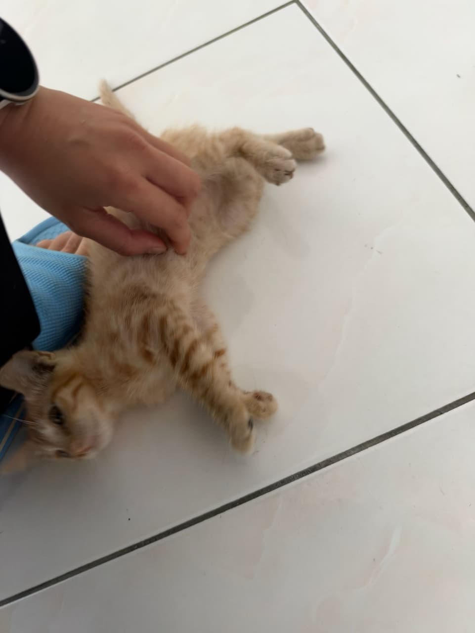 megapx