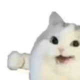 台灣芒果