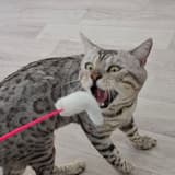 meow0830