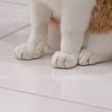 萱