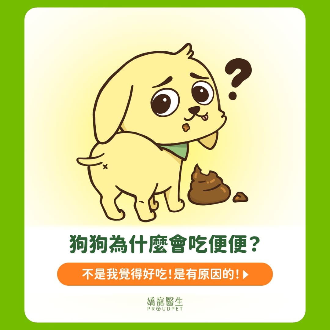 狗狗吃屎不是故意的!飼主必知 5 個「吃便便的原因」 - 寵物板 | Dcard