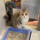 我想變成貓咪