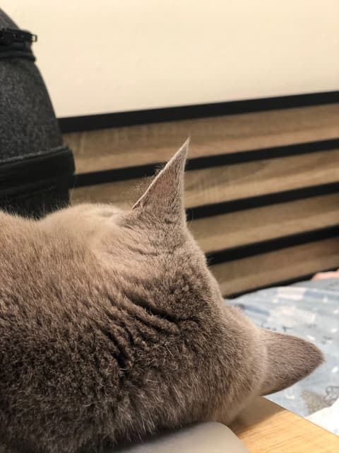 英短樓 寵物板 Dcard