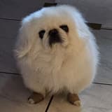豬肚山伯爵