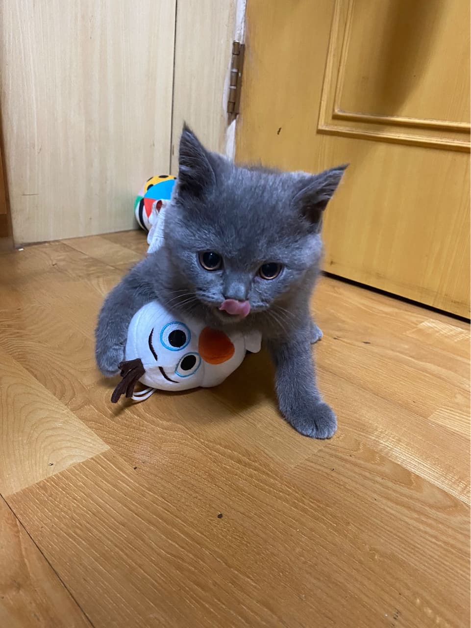 英短樓 寵物板 Dcard