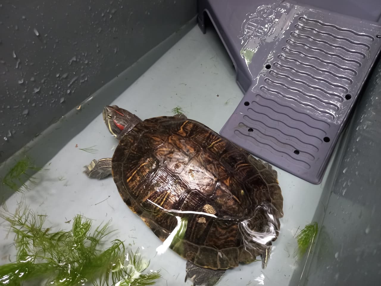 巴西龜的最新討論 | Dcard