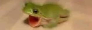 Pptasi