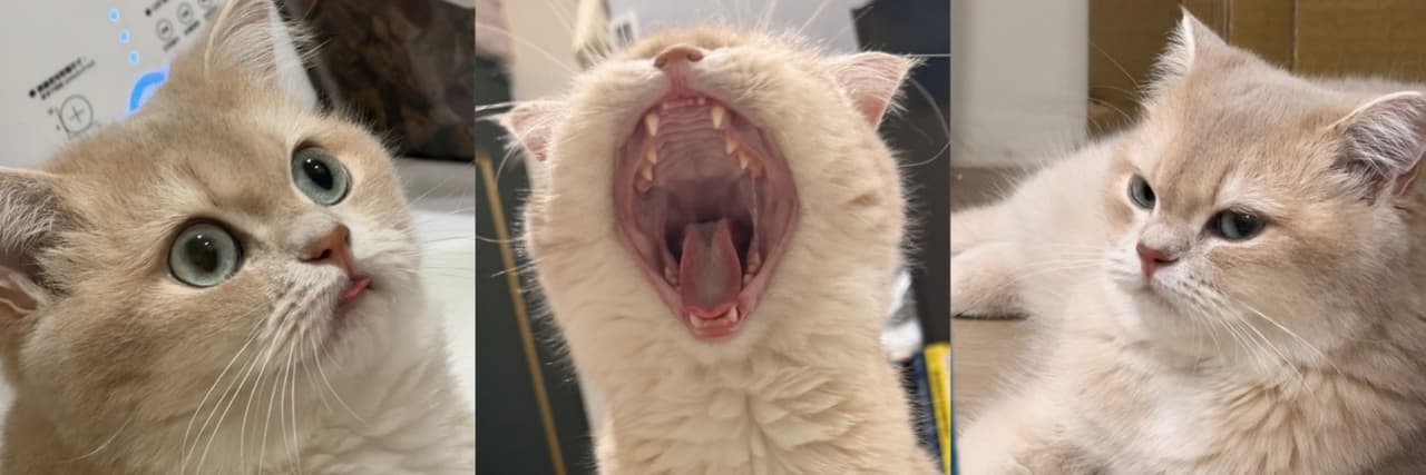 米米ʕ •ᴥ•ʔ