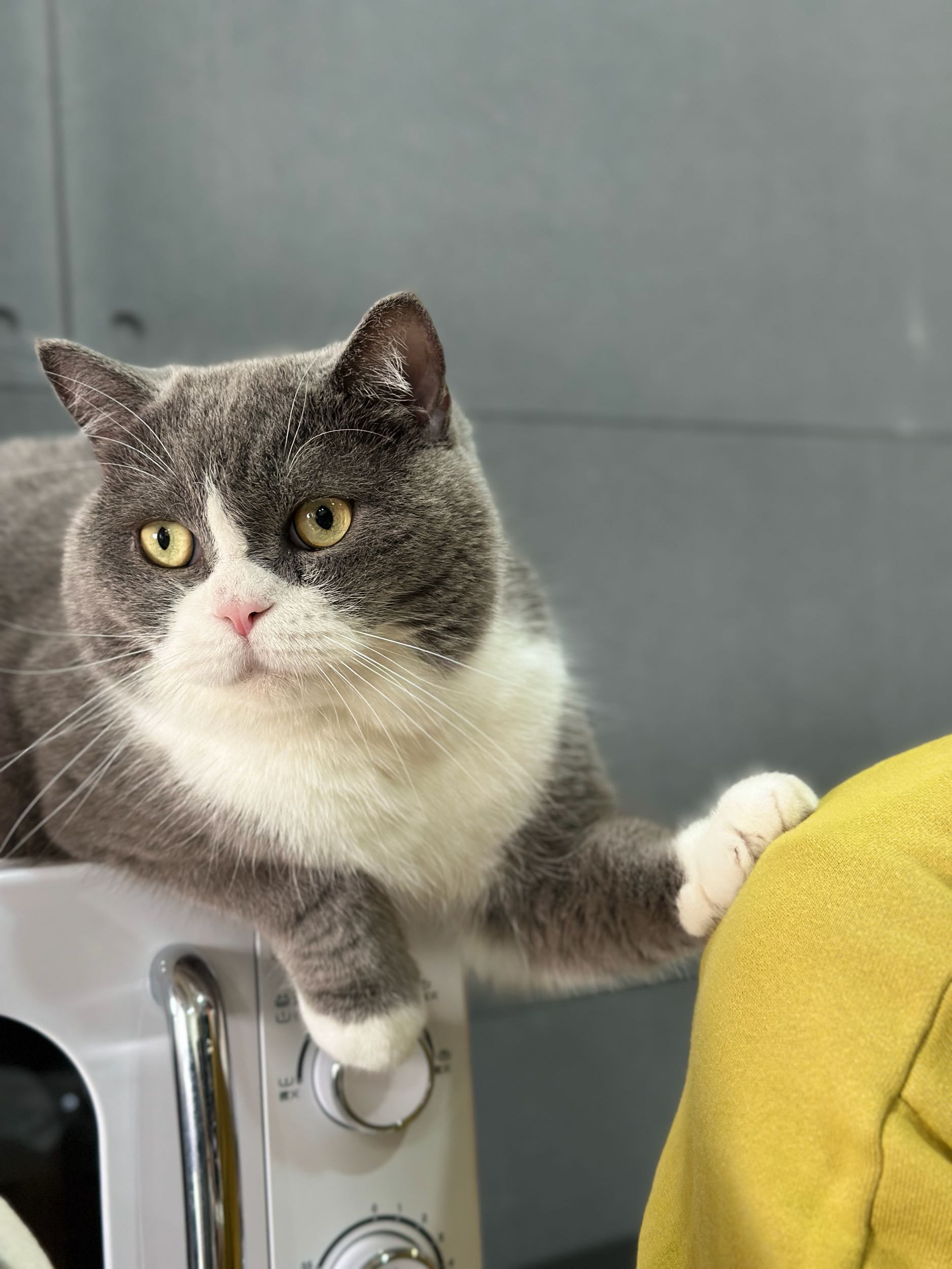 在貓咪送養文下留言的噁心說教男- 寵物板| Dcard