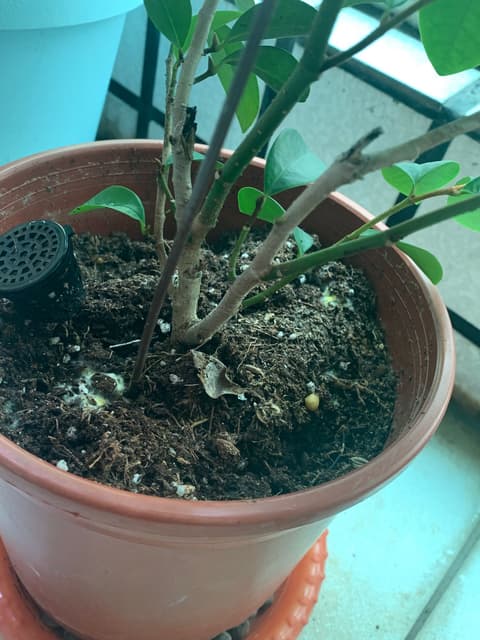 求解土壤發霉 植物板 Dcard