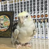 咩咩羊