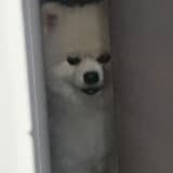 pupu90007