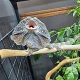panmp6