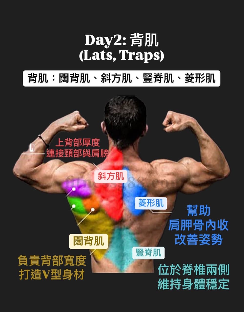 #心得 Day2 講解一個肌群:背肌🦦 - 健身板 | Dcard