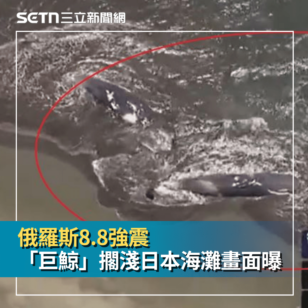 強震前兆？日本首次4頭抹香鯨「同時擱淺」 專家揭真相：極為罕見- SETN三立新聞網(@setn54) | Dcard