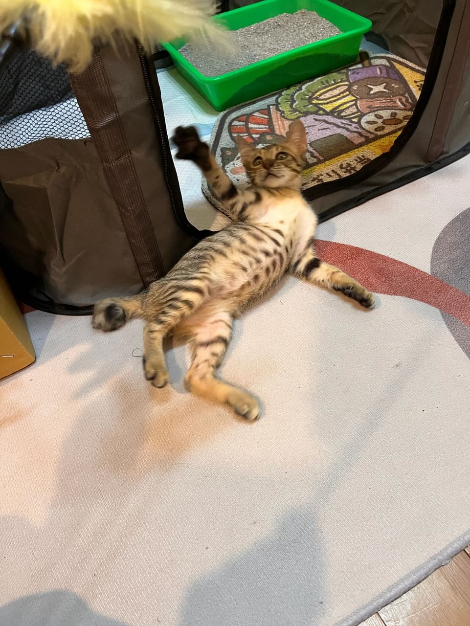 megapx