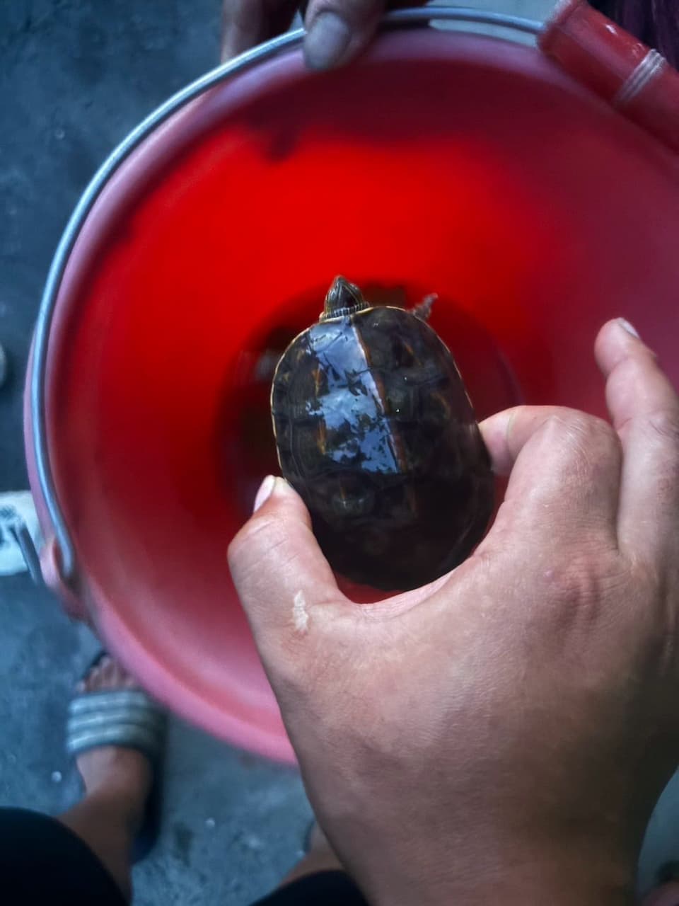 巴西龜的最新討論 | Dcard