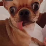 dulololo