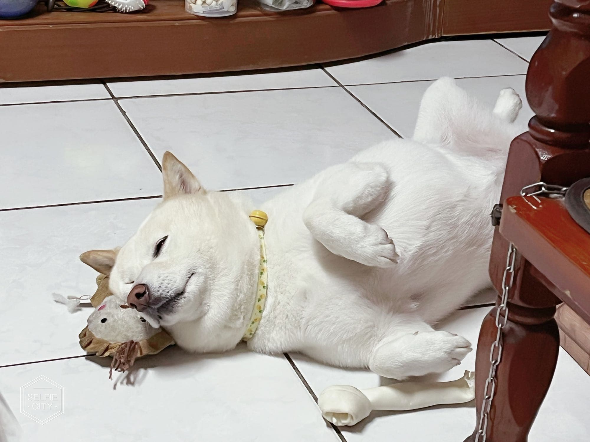 想問一下白柴幼犬的價格- 寵物板| Dcard