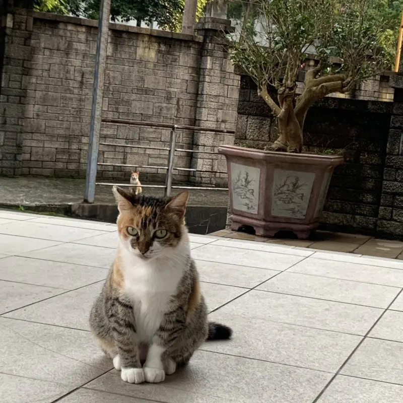 megapx