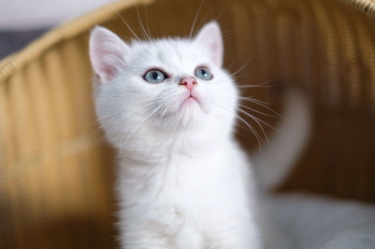 英短樓 寵物板 Dcard