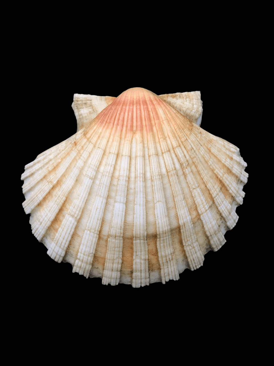 梵蒂岡吉祥物Luce的有趣小細節- 東尼蒙大拿(@tonymontana1218) | Dcard