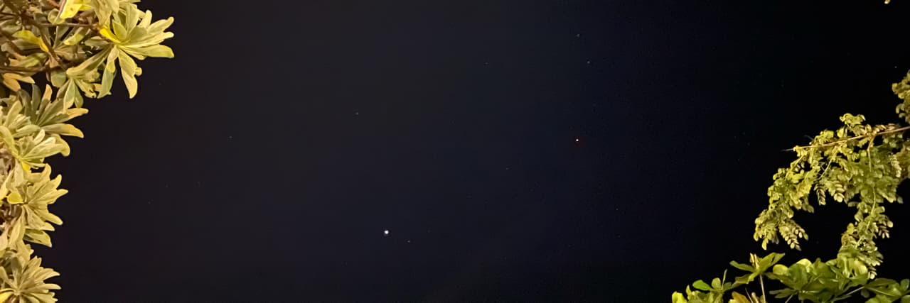 小海藻